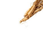 Panax Ginseng